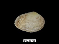 藏品(紫晃蛤)的圖片